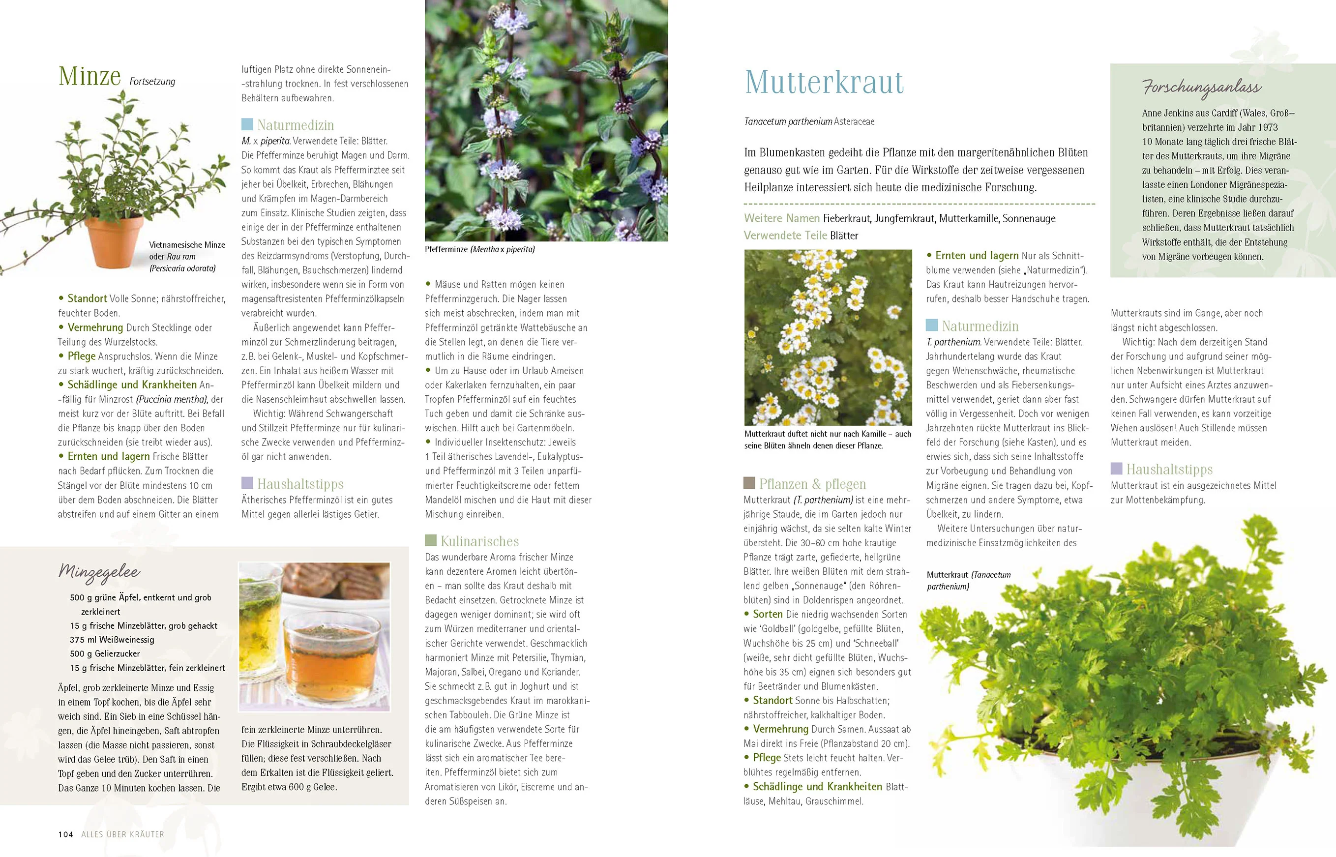 Alles über Kräuter - Image 6