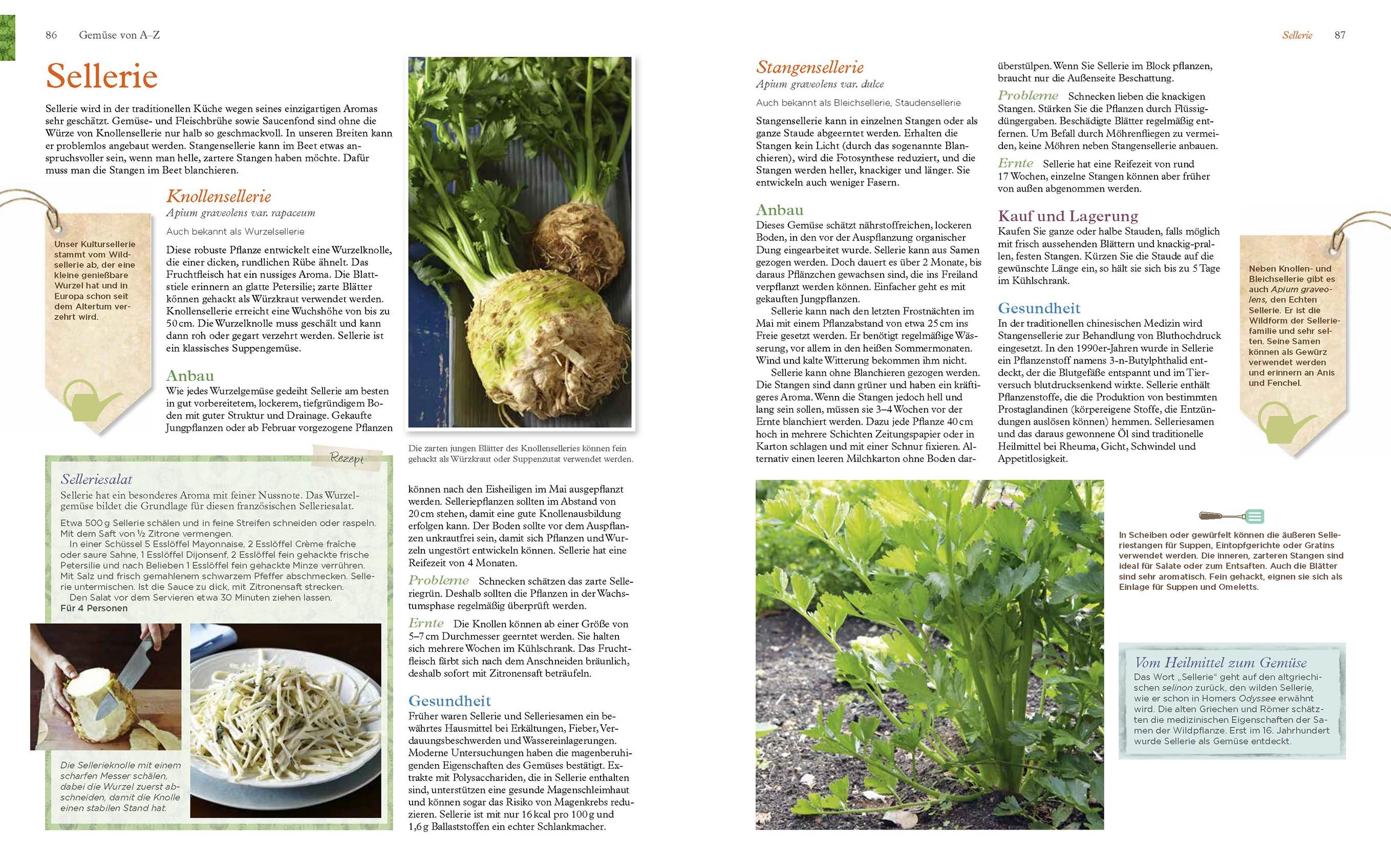 Alles, was Sie über Gemüse wissen müssen - Image 3