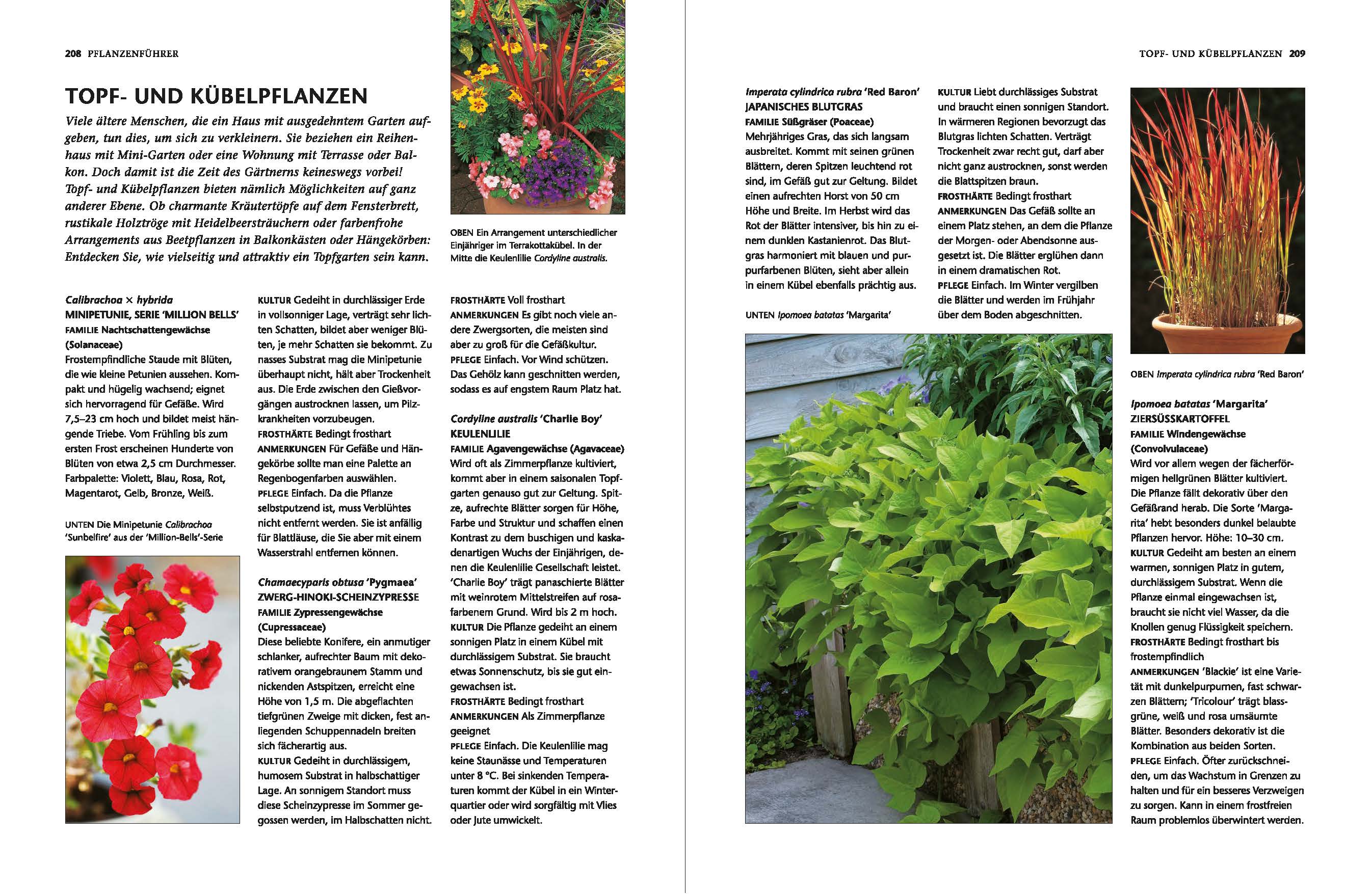 Entspanntes Gärtnern für Senioren - Image 5