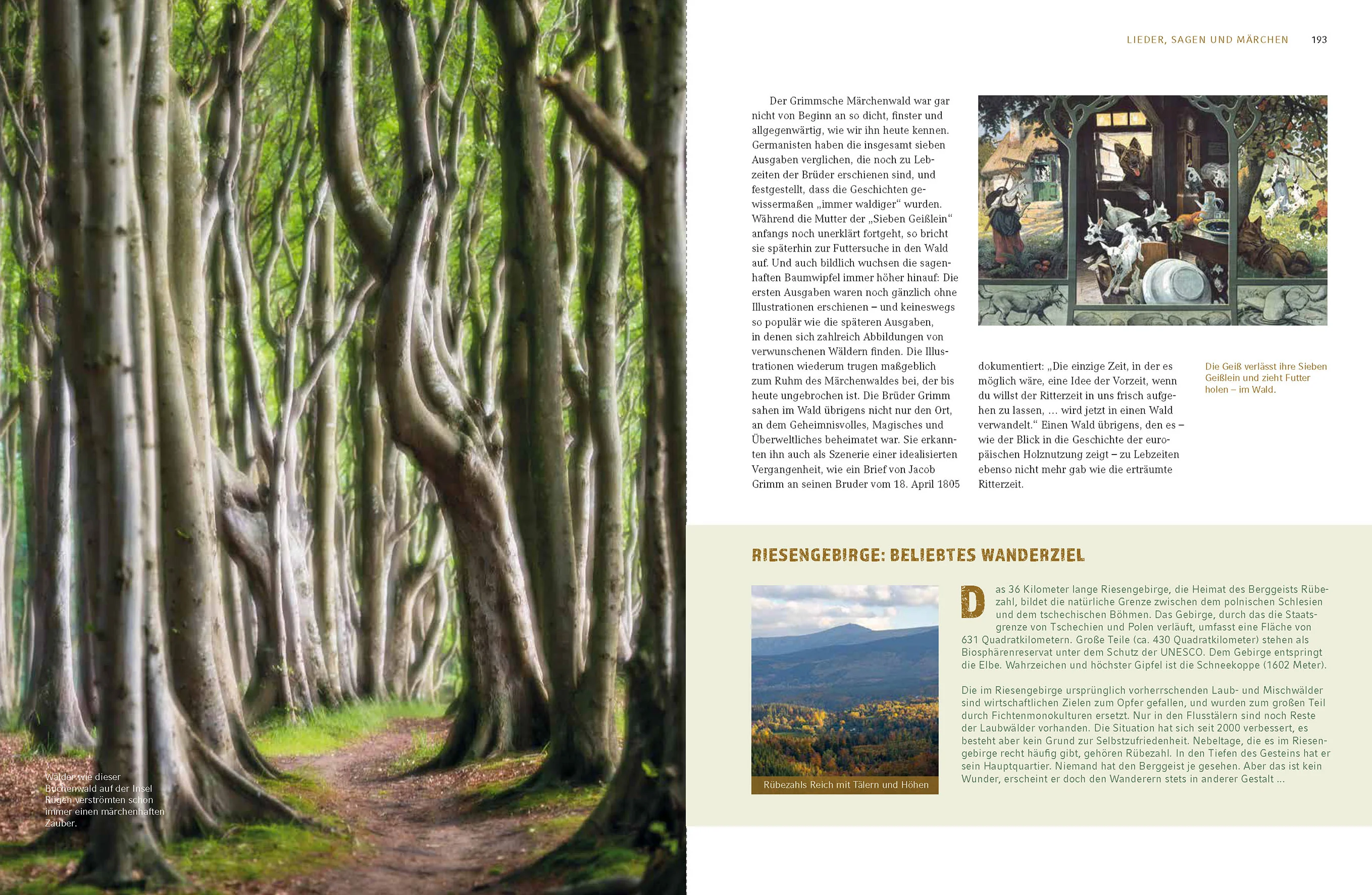 Zauber und Schönheit unserer Wälder - Image 3