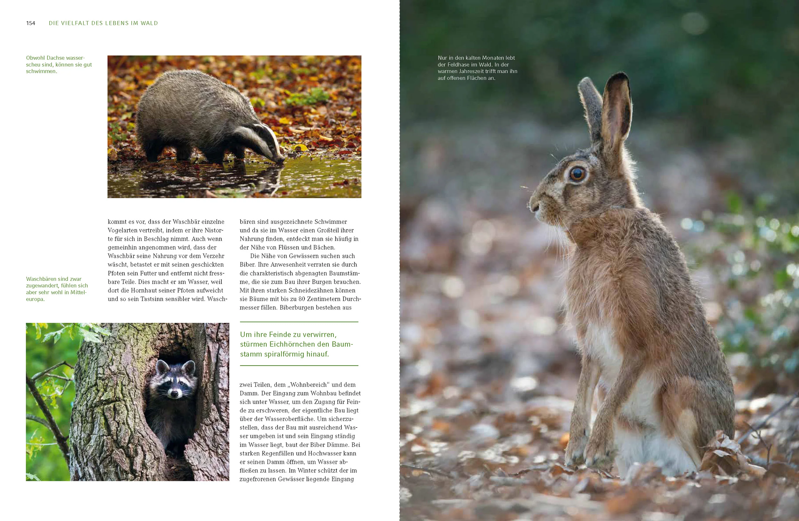 Zauber und Schönheit unserer Wälder - Image 5